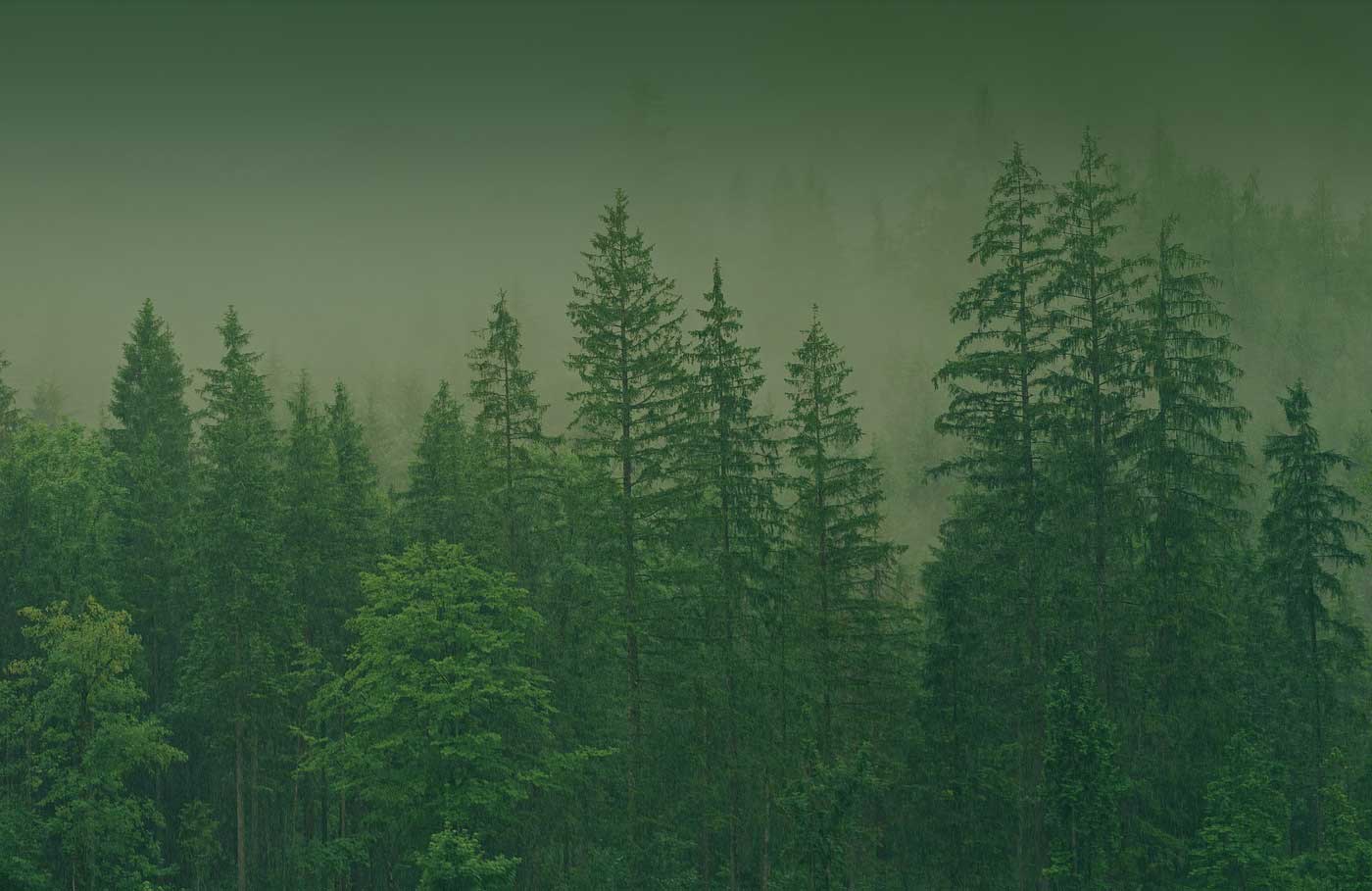 ordosch.dev - developing your forestsWir pflegen Ihren Wald